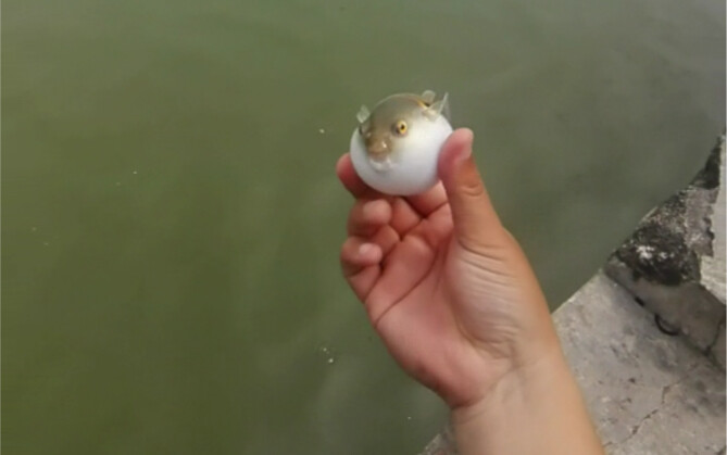 Ikan buntal: Bertemu denganmu sungguh sial.