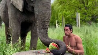 Apa maksud jahat yang bisa dimiliki gajah pintar? Mereka hanya ingin datang untuk berbagi sedikit ma
