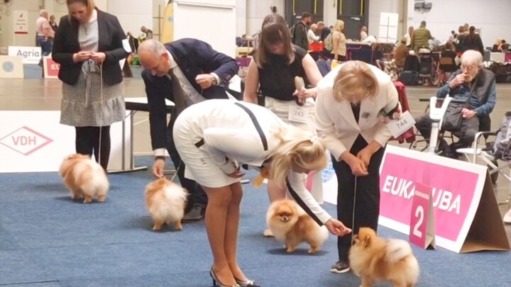 Help! This is too cute! This show-quality Pomeranian looks like bread with legs.