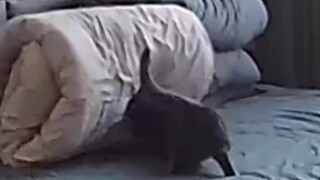Cat knocks over blanket, shows amazing strength and pushes it back