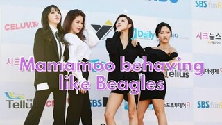 Mamamoo behaving like beagles