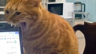 😺: Let’s just pretend nothing happened, okay?