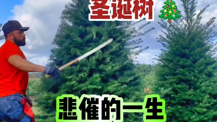 Ternyata begini rupa pohon Natal, sungguh menyedihkan!