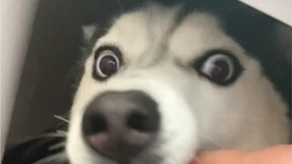大家帮我看看这hua一千买的哈士奇纯不纯，接上上个视频，老贱了