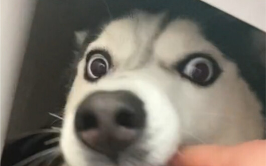 Please help me see if this husky I bought for 1000 yuan is pure. It is connected with the previous v