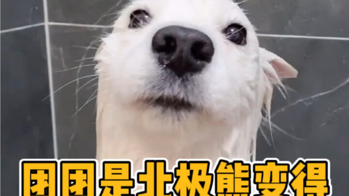 ฉันสงสัยว่าต้วนต้วนกลายเป็นหมีขั้วโลกไปแล้ว