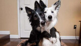 The best dogs in the world! Dog Hug BFF