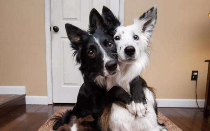 The best dogs in the world! Dog Hug BFF