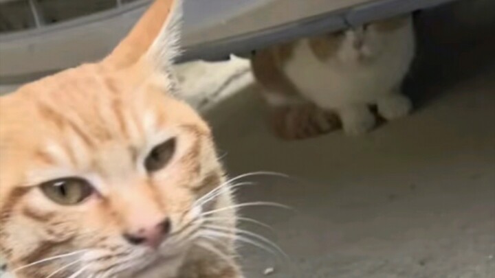 "دعني أختار أخًا أكبر عشوائيًا لينتصر لي"