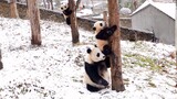 [Hewan] [Panda] Mama yang Protektif & Dua Bayinya