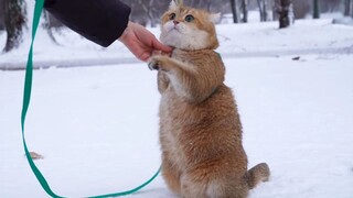 猫咪：妈，冻脚！