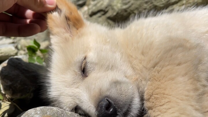 This dog is sleeping too deeply.