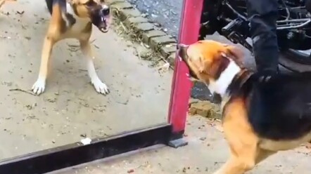 Chó: Bạn còn chó hơn cả chó, đúng là chó thật đấy
