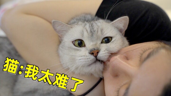 Apa reaksi kucing ketika tuannya sakit? Setelah menontonnya, aku putuskan lebih baik memelihara hams