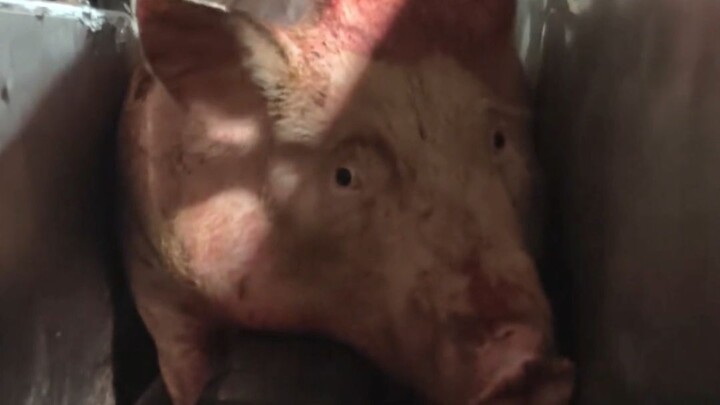 Her eyes are so pure and innocent, just like a college student!