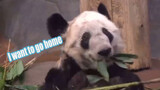 Perbandingan Panda Raksasa Yaya Sebelum Dan Sesudah Ke Amerika Serikat