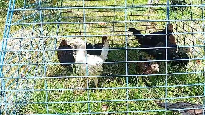 pobreng Alindahaw...ready to stag 2027