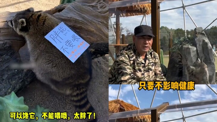 Little Raccoon’s Two-Month Diet Fails—Keeper Grandpa Says: “No More Diets for Him!”