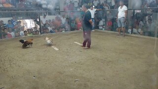 5cock derby 4th fight win