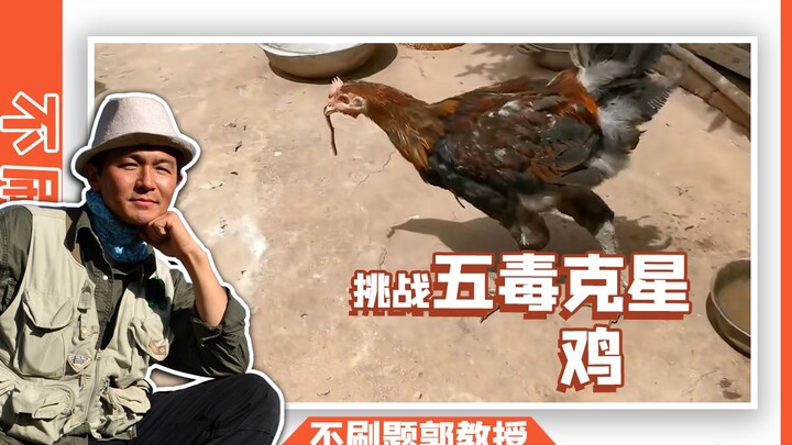 Gà ơi, sao cậu mạnh thế?