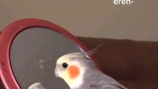 alan feral pigeon