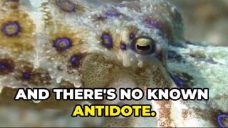 Blue-Ringed Octopus: Cute But Deadly