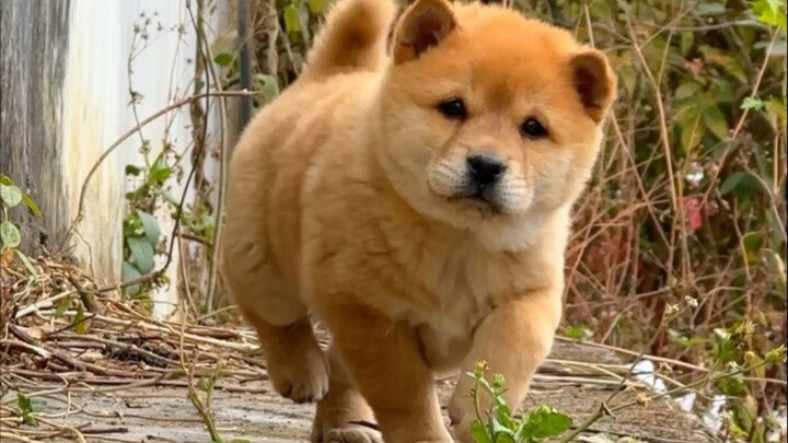 ชื่อเล่น: ต้าหวง, หมาบ้าน, หมาหญ้า — บนเว็บฮู่ปู้มีคนนับหมื่นให้คะแนนเต็มสิบ! ถูกบรรพบุรุษยกย่องว่าเ