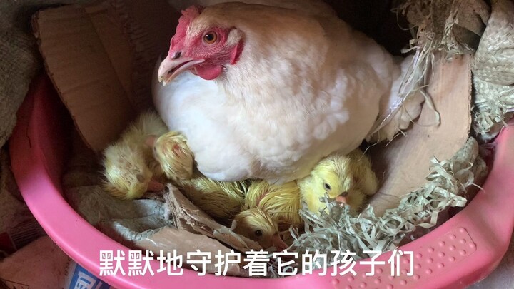 Ayam betina itu telah merawat anak angsa selama sebulan. Apa yang Anda pikirkan saat melihatnya pert