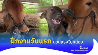 ฝึกงานวันแรก นวดแรงไปหน่อย|Thainews - ไทยนิวส์|Exclusive28-JJ