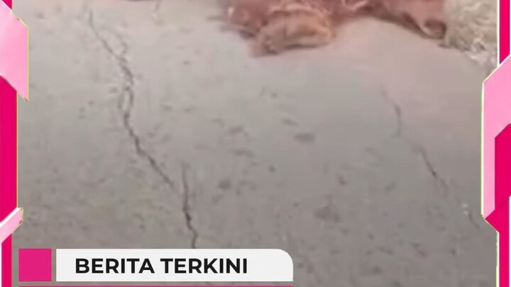 Kepungan asap pekat diduga membuat seekor orang utan keluar dari hutan dan terbaring di jalan.