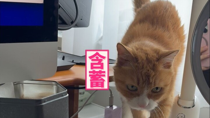 คำว่า “มี่” ในชื่อ “เสี่ยวมี่” คือคำว่า “มี่” ที่หมายถึงความไม่อยากให้คุณป้าเจียงต้องทำงานนั่นเอง