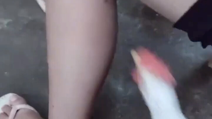 The owner summoned the rooster to catch mosquitoes for him, and he pecked them accurately one by one