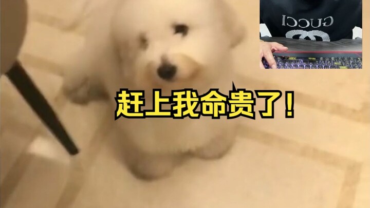 My dog’s life is worth more than mine now!