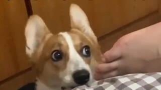 الغيرة تجعل الكلب يفقد ملامحه