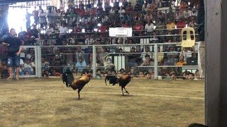 Battle of tiktokers San pedro Using blackdom