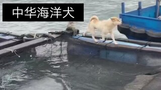 Let me share some interesting facts with you: these are Chinese marine dogs, born on floating fish f