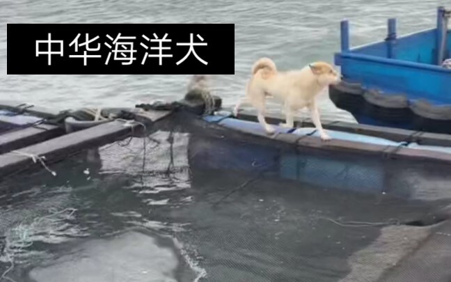 Giới thiệu với mọi người, đây là chó biển Trung Hoa, loài chó sinh ra trên các bè cá trên biển, chún