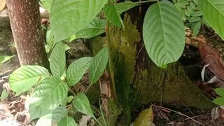 Tumbuhan kayu Ulin