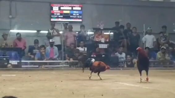 Legolas Pure Bruce Barnett Sweater