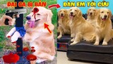 Thú Cưng Vlog | Trứng Bạc Và Trứng Vàng #10 | Chó gâu đần thông minh vui nhộn | Funny pets smart dog
