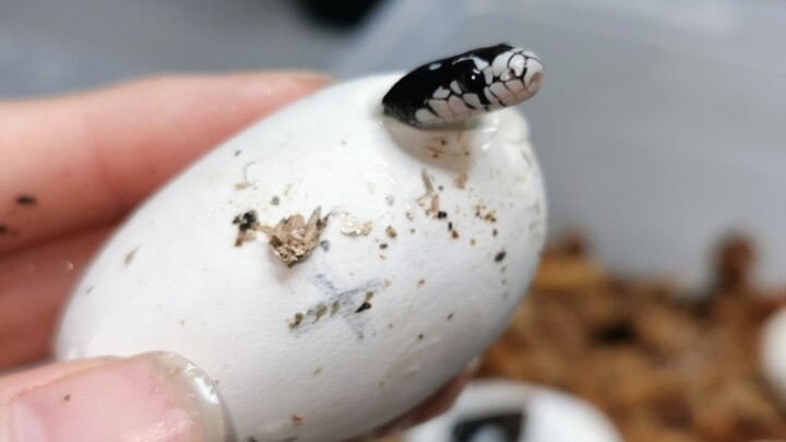 The baby king snake got stuck during birth, staring pleadingly at me as if begging for my help.