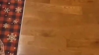 Cat's Spiral Fart: A Stinky Yet Wonderful Natural Phenomenon!