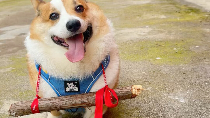 The dog speed limiter doesn’t work on Corgis with their short legs.