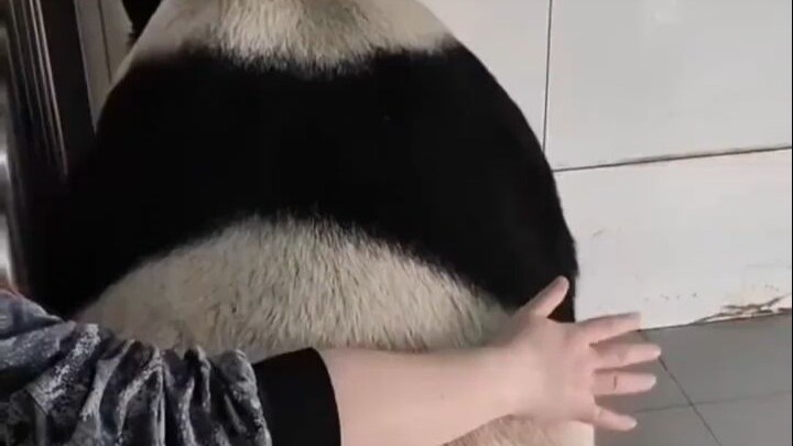 Kami, Pupu, hanyalah bayi dengan berat badan lebih dari 135 kilogram yang butuh orang menepuk punggu