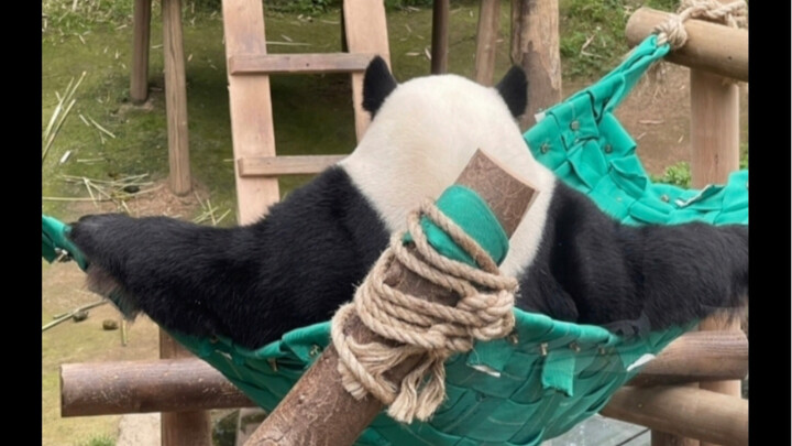 Lạc Bảo, thiếu gia nhà tài phiệt, cũng có vài phần bản lĩnh. Leo cây của cậu ấy đẹp trai quá, chỉ kh
