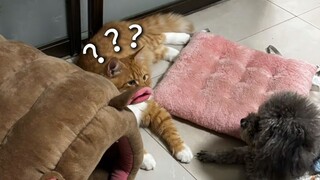 "A Compendium of Animals' Confusing Behaviors 281"