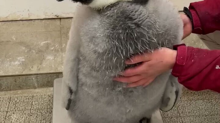 Restless Emperor Penguin Chick at Weigh-In