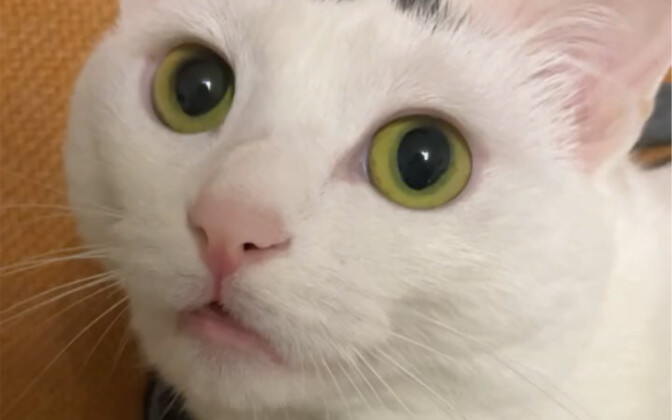Apa yang akan terjadi jika kamu meniup napas ke kucing kecil?