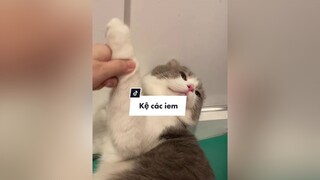 Hẹn iem kiếp sau MacKeDoi  meo cat foryou trending