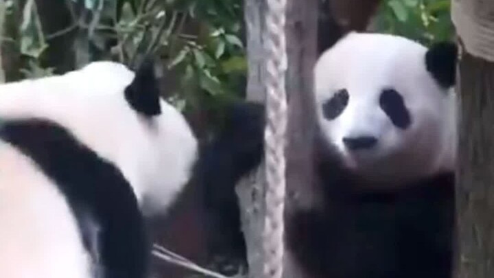 On Hua Hua’s very first day back after her retreat, Waya pushed her into the pool!